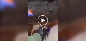 Помощь корове со вздутием живота