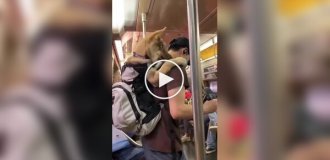 Американцы ловко обходят запрет на провоз собак в метро