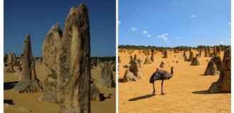 Pinnacles: Ancient Shells Transformed into Desert Spires in Western Australia (14 photos)