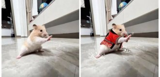 Кунг-фу хомяк прославился в сети (10 фото)