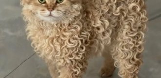 Кошка с идеальными кудряшками завирусилась в Сети (4 фото)