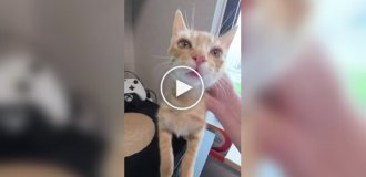 Коты не дают покоя