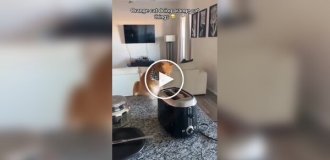 У рыжих котов все стабильно