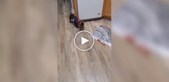 Как увлечь свою неугомонную собаку