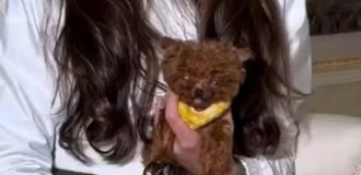 "Собакосодержащий продукт": необычная порода миниатюрных собак из Кореи (3 фото + видео)