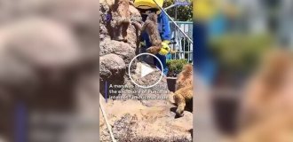 В Японии оштрафовали американцев, которые вторглись в вольер обезьянки Панча