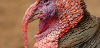 Why will you never see turkey eggs on the shelves? (5 photos)