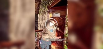 Отель с тиграми в Австралии