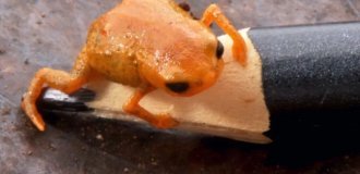 В Бразилии нашли жабу размером с кончик карандаша (6 фото)