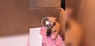 A Ginger Kitten and a Sparrow