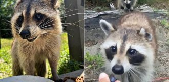 The raccoon brought the babies to show the woman taking care of her (12 photos)