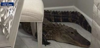 Florida resident finds alligator in his home (2 photos + 1 video)