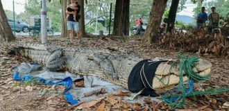 В Малайзии поймали гигантскую самку крокодила (4 фото + 1 видео)
