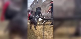 Подборка собачьих неудач