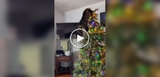 Кошки против новогодних елок