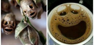 30 прикладів магії парейдолії у звичайних речах (31 фото)