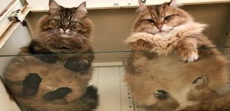 Пятки, пузики и шерсть — убойная доза милоты, котики на стекле, вид снизу (20 фото)