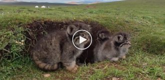 A family of Pallas's cats on the steppes of China