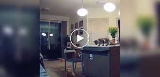 Cat lets kitten off table for educational purposes