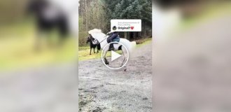 Лошадь пытается сбросить наездницу во время езды