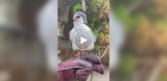 Африканский карликовый сокол