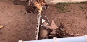 Тигр перепрыгнул через ограждение зоопарка, чтобы напасть на гиену