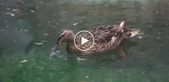 Утка поселилась в вольере белого медведя