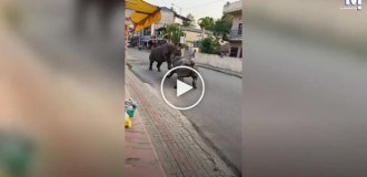 Зрелищная драка носорогов посреди дороги в Непале