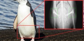 30 удивительных фактов, которые на первый взгляд кажутся абсурдом (30 фото)