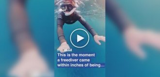 Кит чуть не проглотил женщину в Норвегии