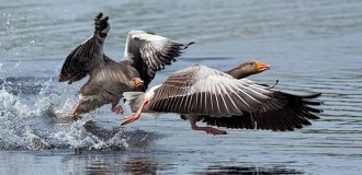 Иерархия внутри стаи гусей: даже у волков попроще будет! (8 фото)