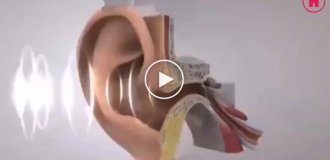 How the human ear works