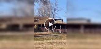 Страус и жираф устроили странное «разборки»