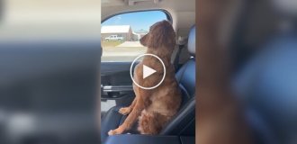 The dog was taken to the groomer, to which he was dramatically offended