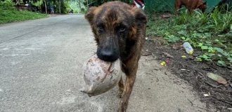 Not a day without a gift: a homeless dog came up with a way to thank a person for food (6 photos + 2 video)