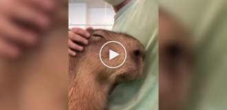 Capybaras love to be petted