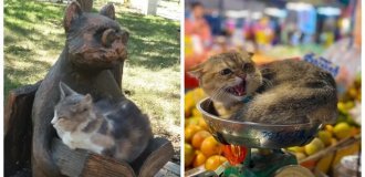 20 умилительных котеек, ухитрившихся оказаться там, где их не должно быть (21 фото)