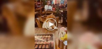 В Стамбуле кошки — полноправные посетители баров и ресторанов