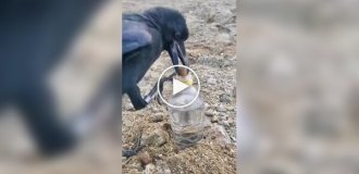 Ворон використовує каміння, щоб дістатися води у пляшці