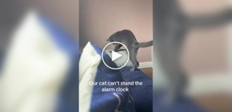 Кіт відключає будильник господині