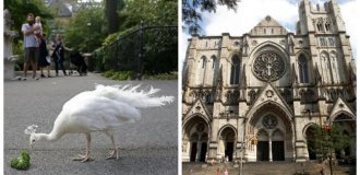 The Cathedral of St. John the Evangelist and its winged beautiful inhabitants (11 photos + 1 video)