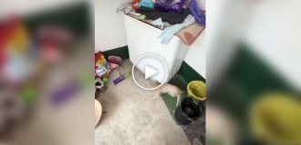 Когда инстинкты берут свое: коты против мышей
