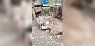 Коробка для рыси