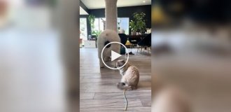 Необычная когтеточка для кошек