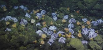 Таинственное место на глубине 3 км, где осьминоги заканчивают свой жизненный путь (6 фото)