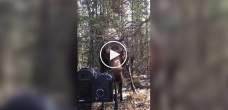 Встреча с лосем в лесу