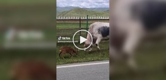 Неравная схватка: олень бросился на корову