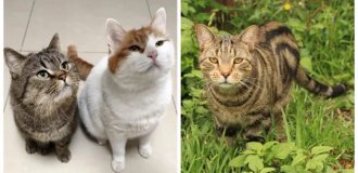 25 фотодоказательств того, что внутри каждого кота живёт мини-профессия (26 фото)