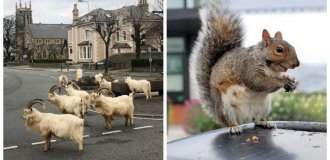 Our People in the City: 22 Photos Proving That the Appearance of an Animal in the City Is an Explosion of Positive Vibes (23 photos)
