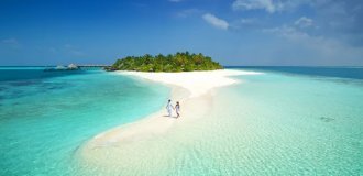 Parrot fish: all the sand in the Maldives is the result of these fish's toilet (7 photos)